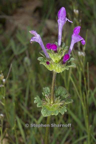 lamium amplexicaule 3 graphic